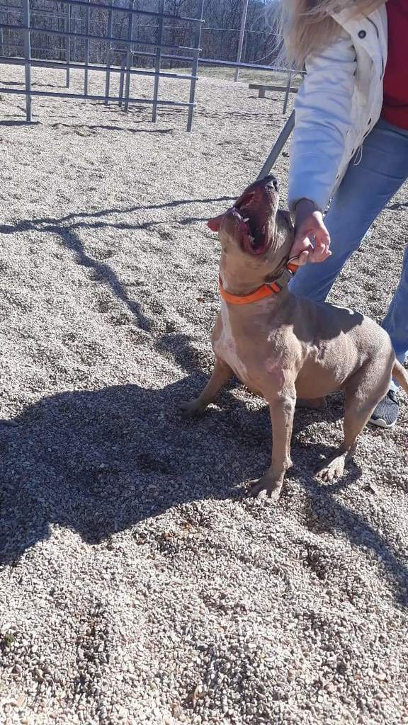Pit Bull on playground